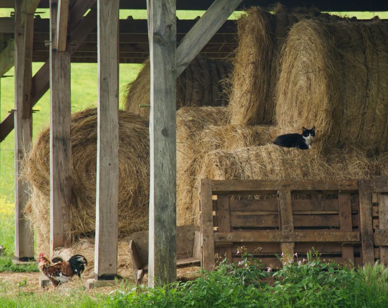 Barn Installation Service