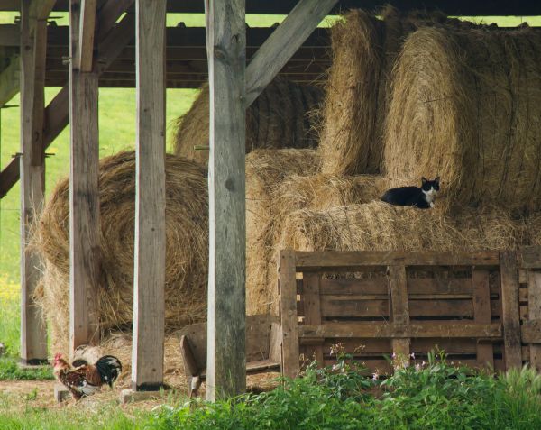 Pole Barn Building